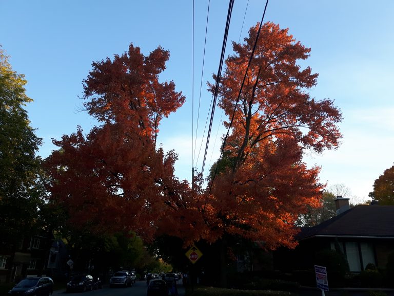 arbres traversés par fils Hydro-Québec (2)