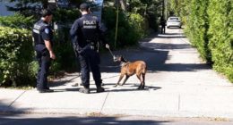Après avoir participé à localiser le suspect, le chien policier a droit de s'amuser (Photo : jdv - P. Rachiele)