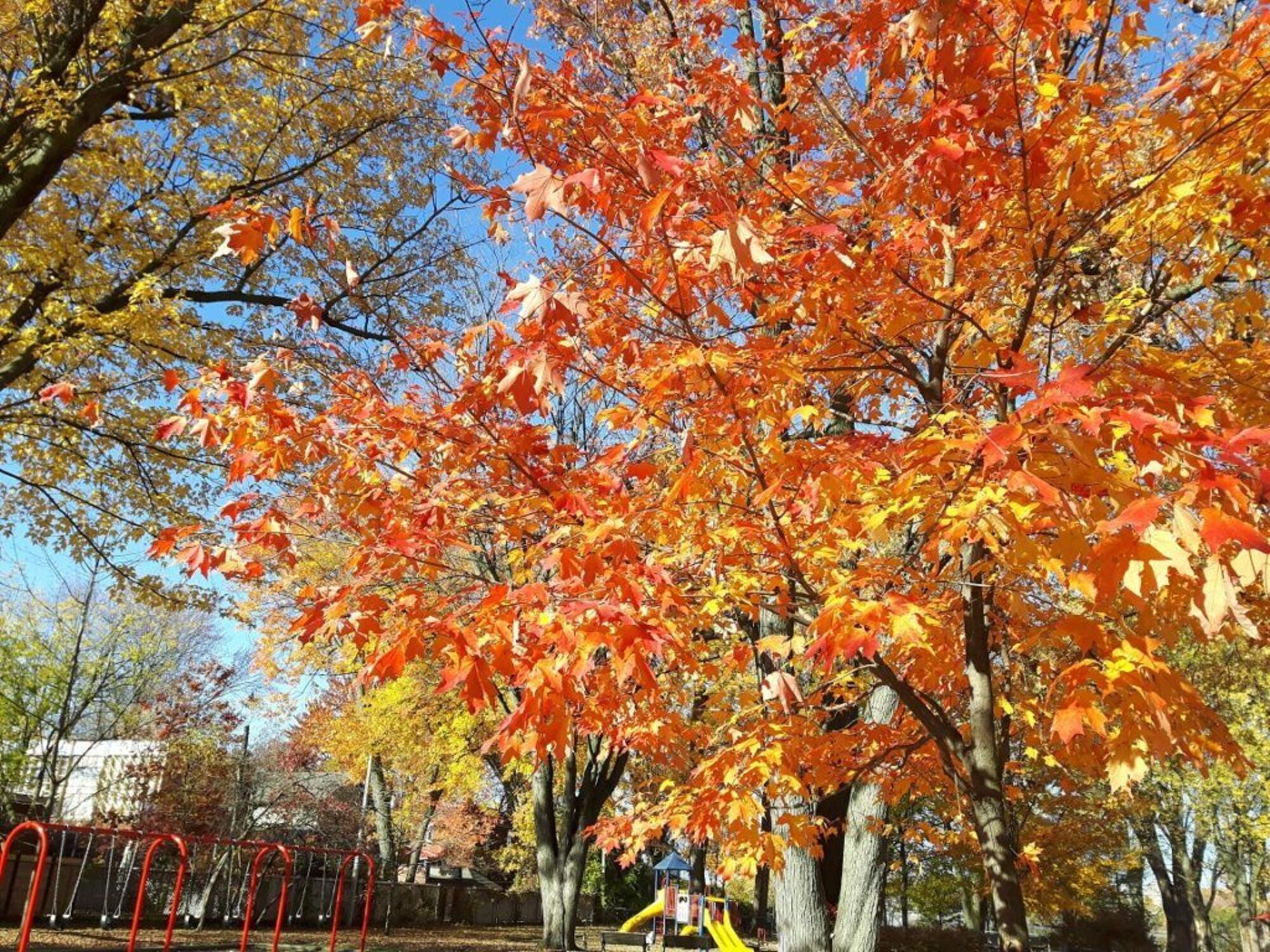 Un arbre pour mon quartier est en cours à Ahuntsic-Cartierville.