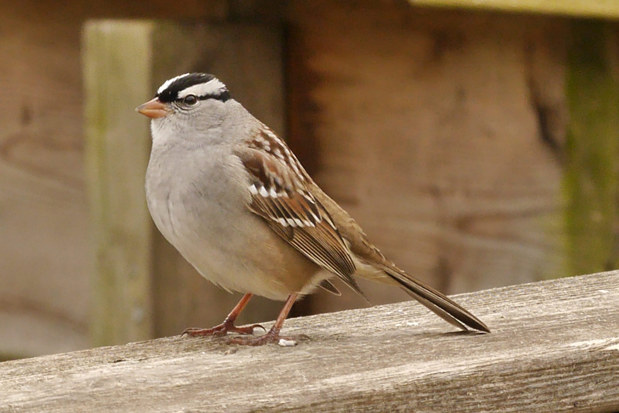 Le Bruant couronne blanche un oiseau de t te