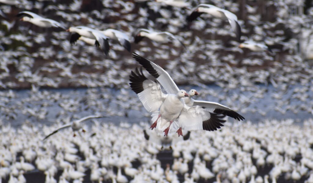 La photo de Dominique Blanc qui a a remporté un prix de la prestigieuse revue Living Birds: des oies blanches au décollage