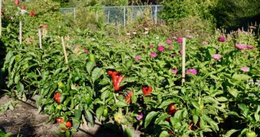 Ville en vert jardin potager