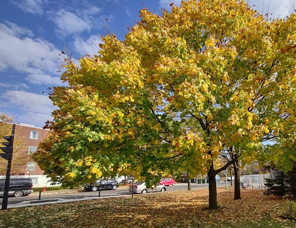 Feuilles mortes, arbre automne