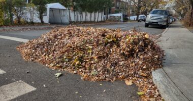 Tas de feuilles mortes