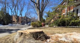 Arbre coupé sur la rue Clark