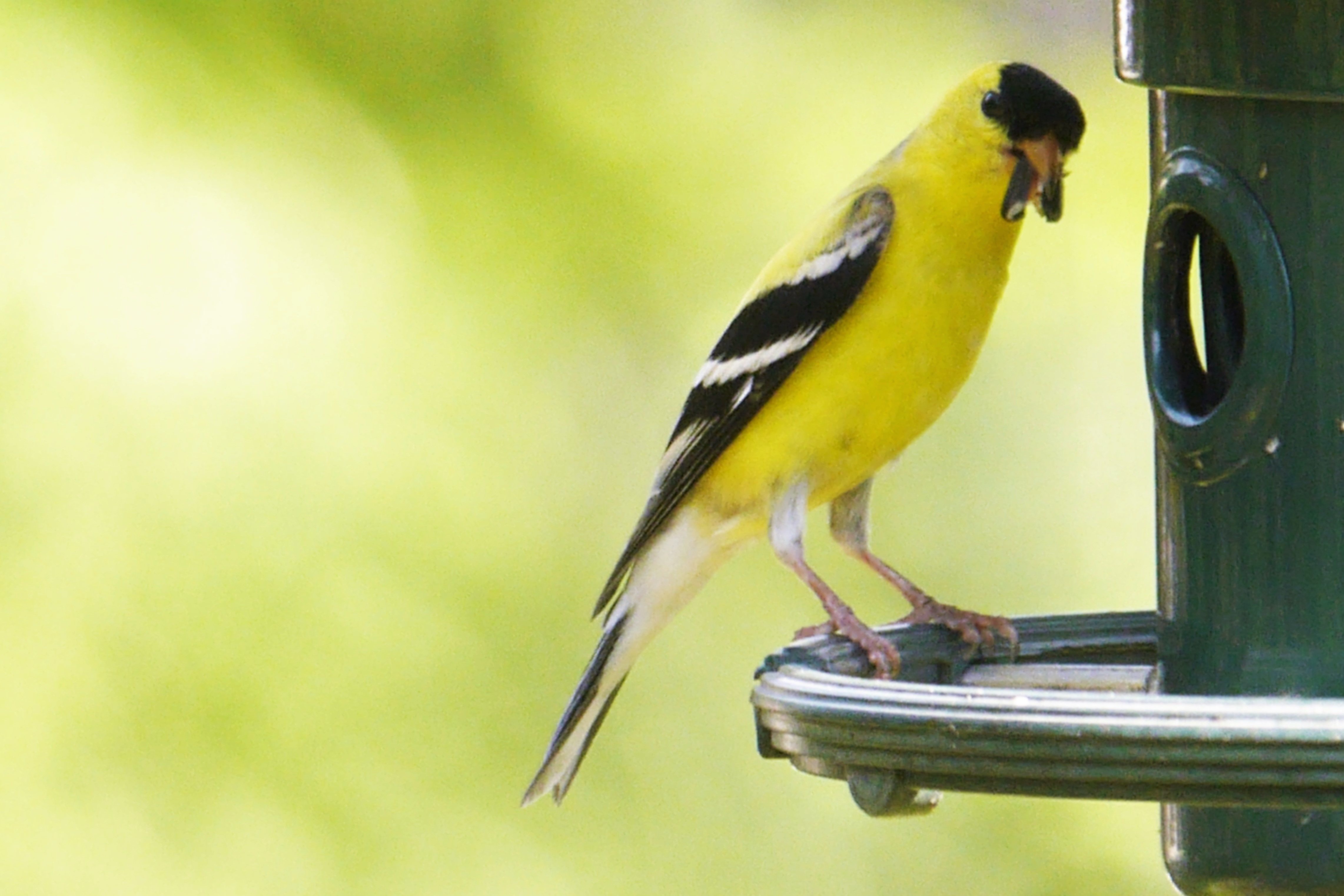 Le Chardonneret Jaune Journaldesvoisins Com