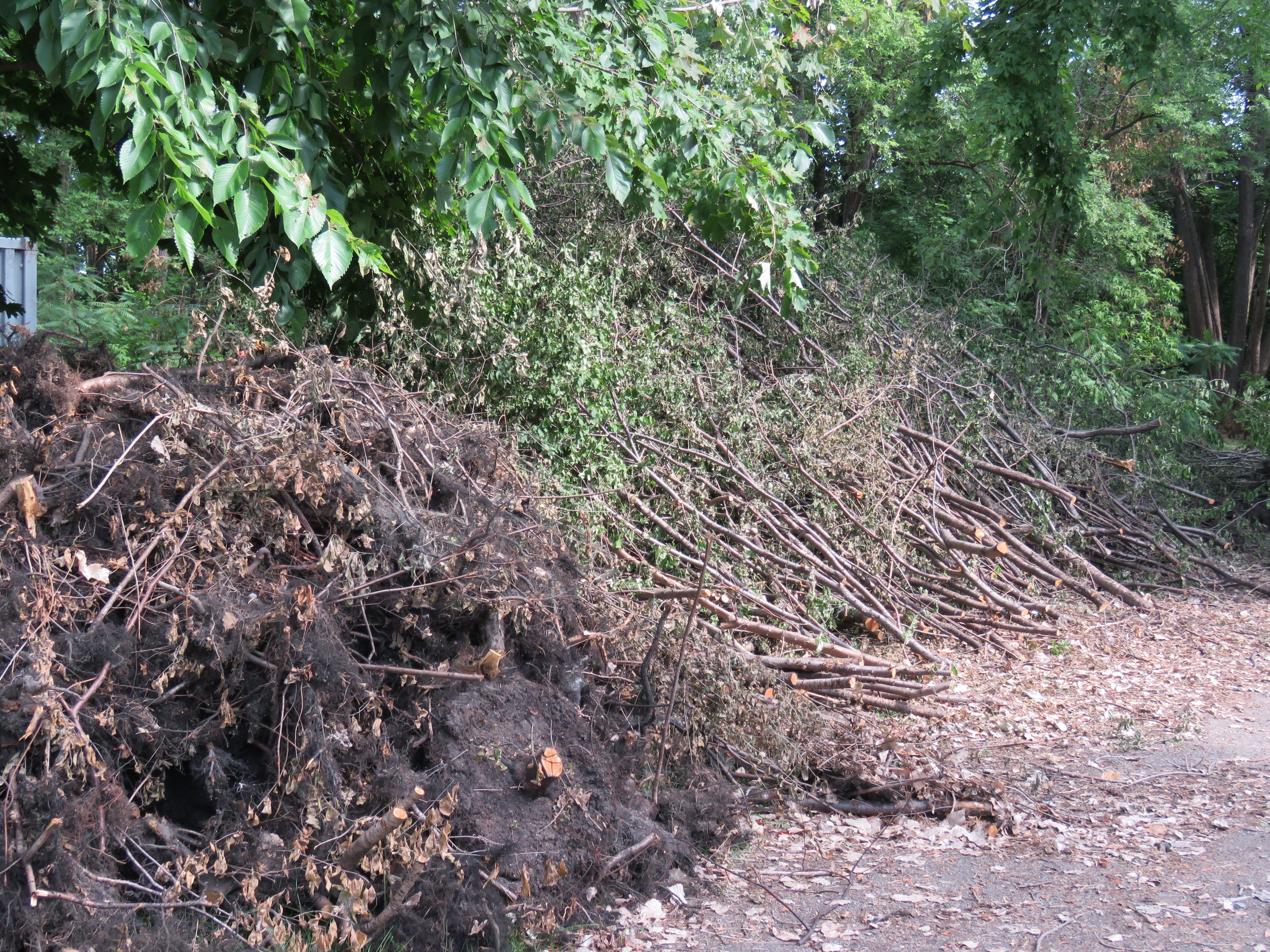 Quelques uns des nombreux arbres envahissants qui ont été arrachés ou coupés en vue d'améliorer la forêt du parc des Bateliers