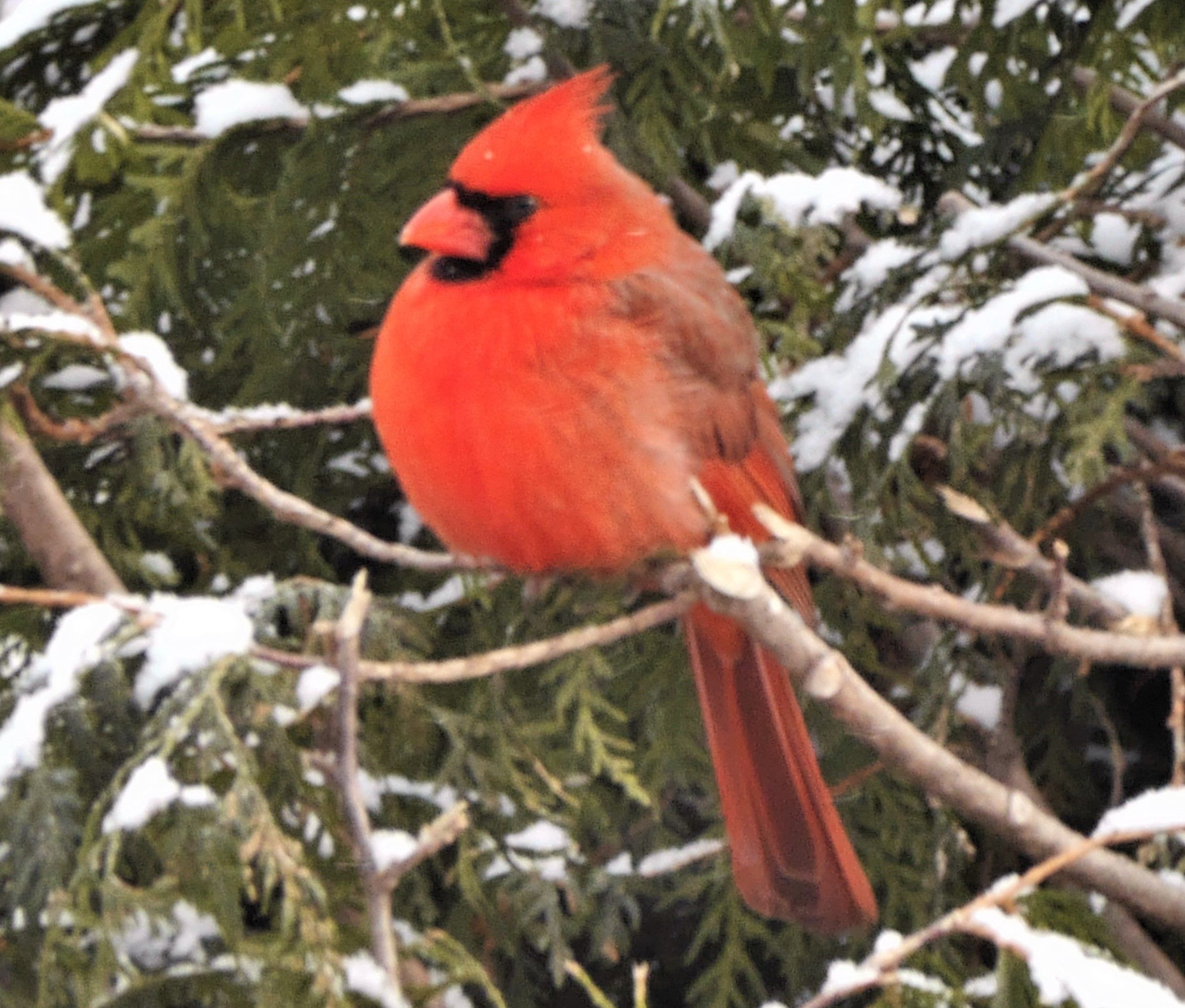 Le Cardinal Rouge Se Distingue Journaldesvoisinscom