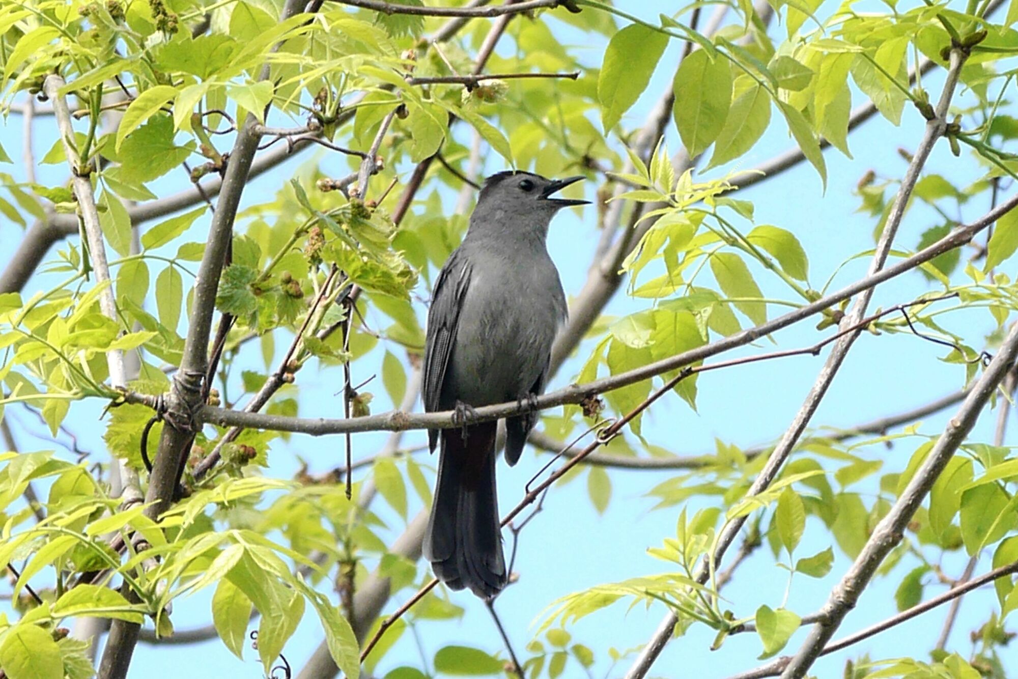 Le Moqueur Chat Un Oiseau Qui Miaule Journaldesvoisins Com