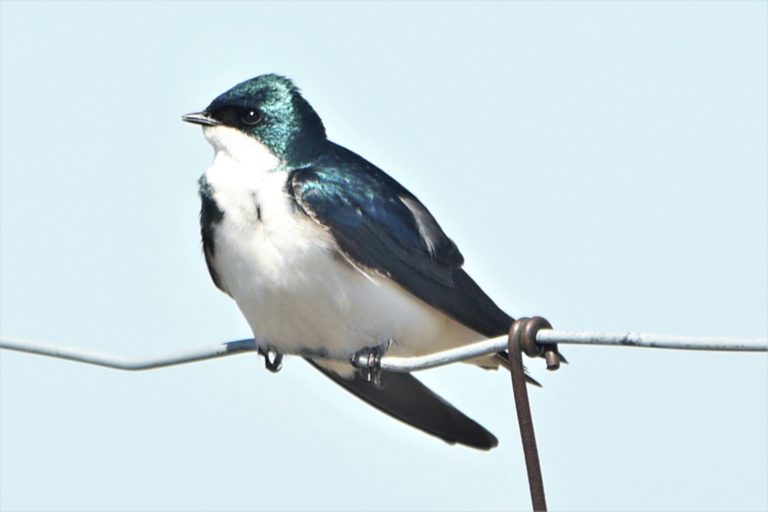 Ou A été Tourné Une Hirondelle A Fait Le Printemps