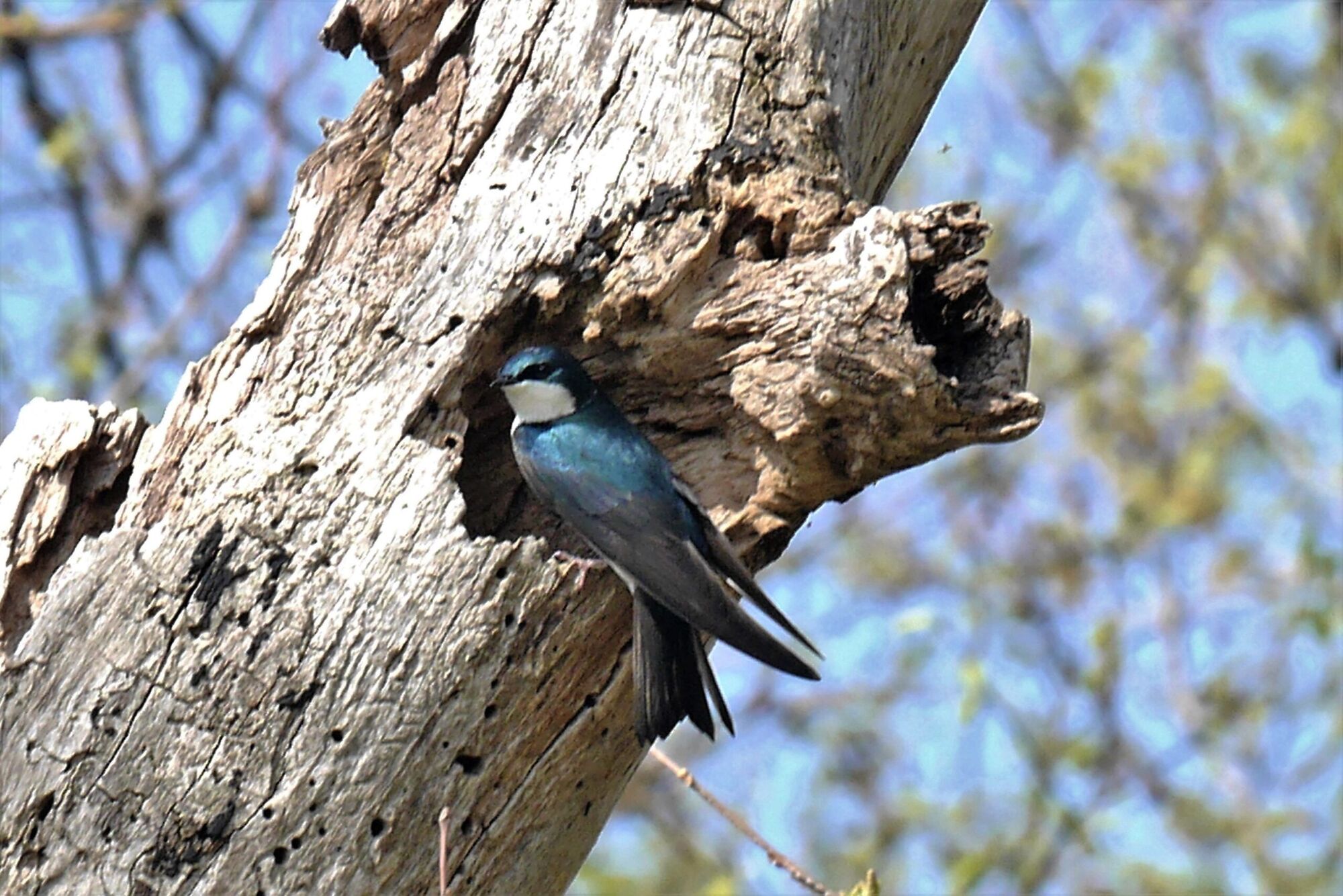 L Hirondelle Bicolore Fait Le Printemps Journaldesvoisins Com