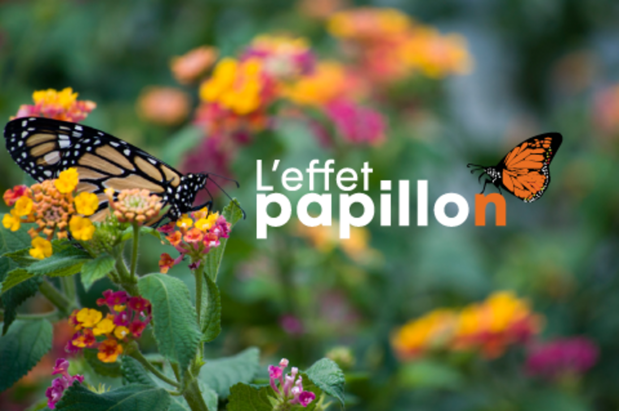 Logo Effet papillon