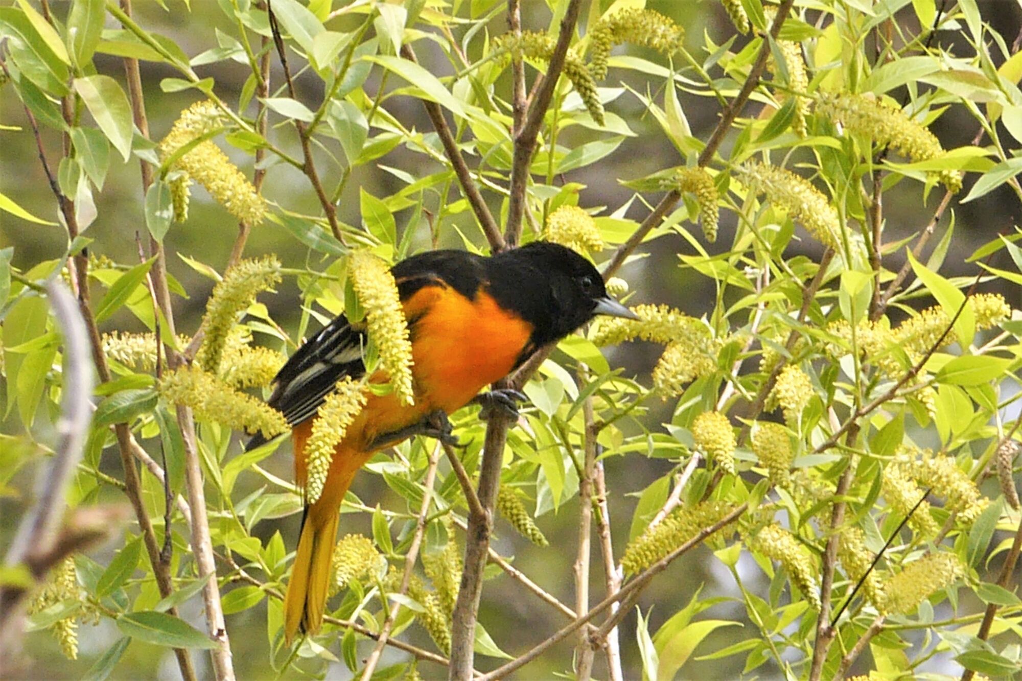 L'Oriole de Baltimore