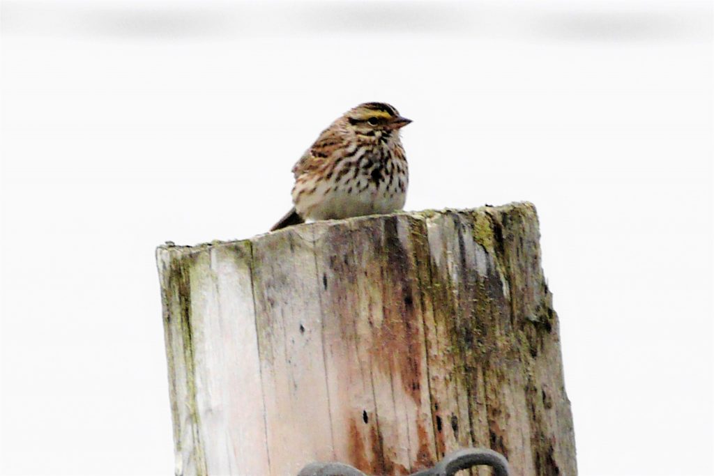 Le Bruant Des Prés Un Oiseau à Aire Ouverte