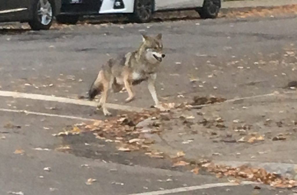 Coyote dans une rue D'ahuntsic-Cartierville