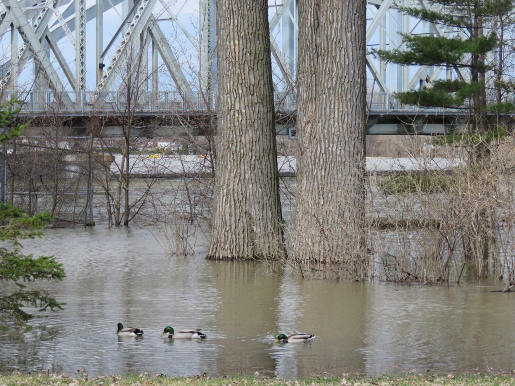 Parc Belmont lors de l'inondation 2019 dans Cartierville. Ahuntsic-Cartierville Montréal