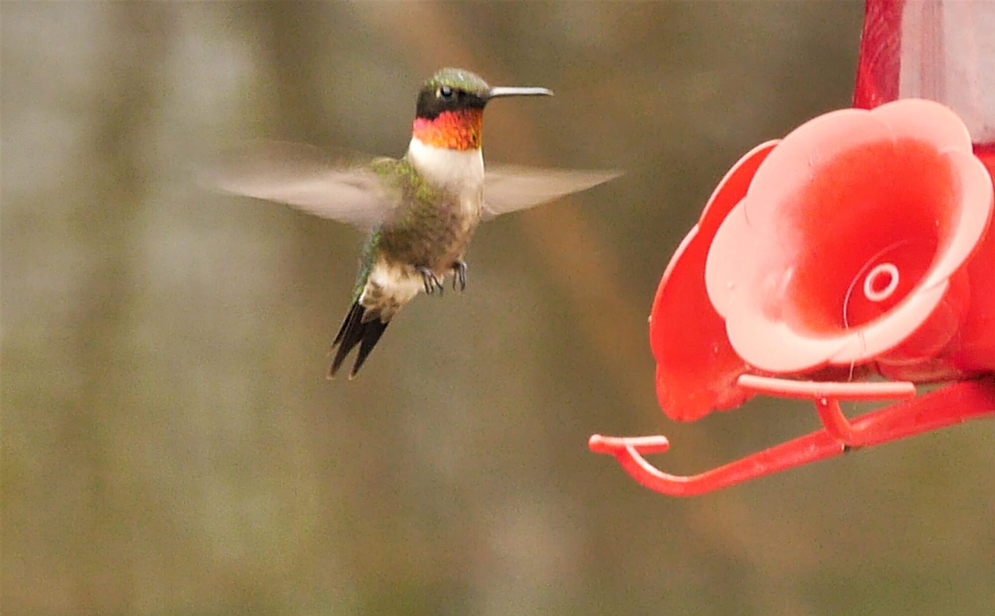 Le Colibri à rubis un joyau ailé