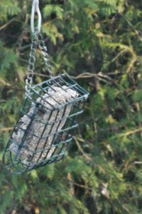 Bûten Gift - Mangeoire en cage pour cacahuètes - idéal pour les petits  oiseaux - Ø17,5xH26 cm - noir Cette mangeoire n'est pas accessible aux  grands oiseaux et aux écureuils !