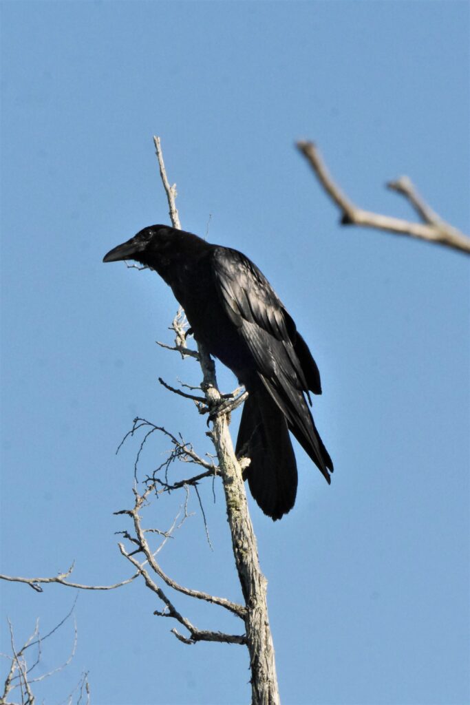 Le corbeau, un grand oiseau malaimé à tort !