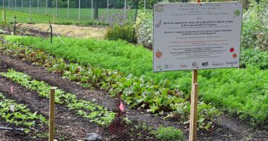 jardin communautaire bordeaux-Cartierville fourche et fourchette PR (5)