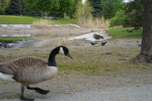 Des oiseaux sont aussi de fidèles usagers de l'étang du parc Ahuntsic.