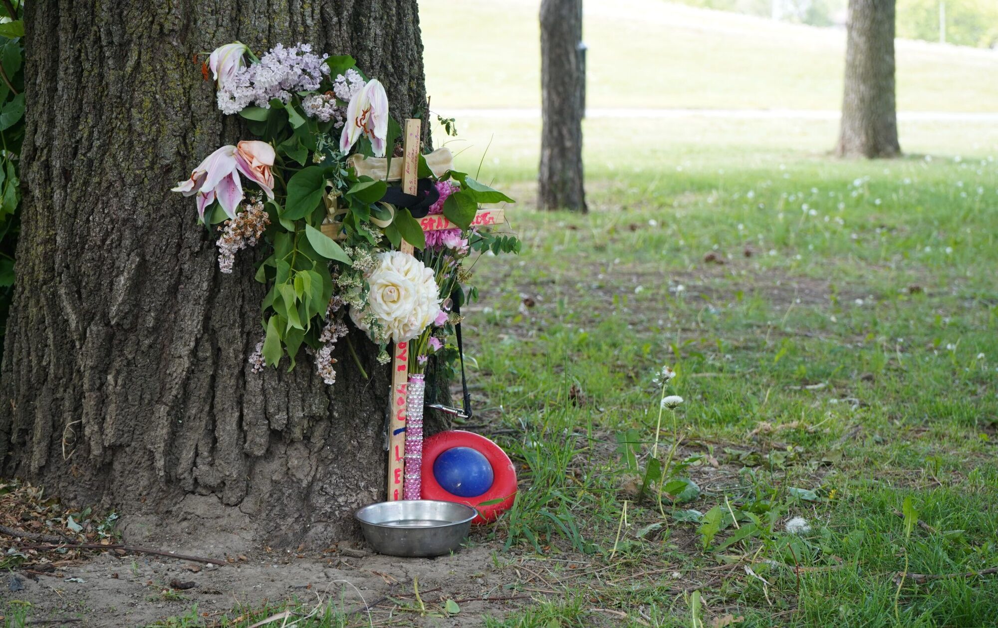 Une croix blanche a été placée sur les lieux pour commémorer Leia, le doberman de quatre ans. (Photo JDV – François-Alexis Favreau)