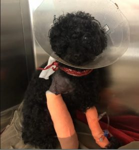 Pitchou après son opération, des suites de l'attaque du gros chien (photo courtoisie de Jacinthe Therrien)