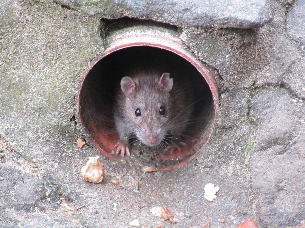 Un rat