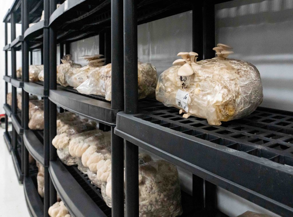 Des blocs de champignons en train de pousser enroulés d'une matière transparente sont disposés sur des étagères en plastic noir